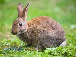 پرورش خرگوش گوشتی 