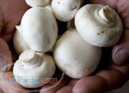 کشت و پرورش قارچ دکمه ای 