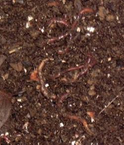 خرید  فروش وتولید ورمی کمپوست و کرم 