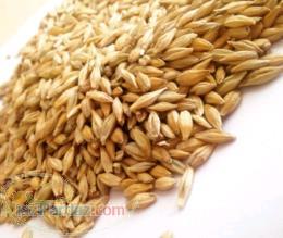 فروش گندم انسانی و جو حیوانی کشور روسیه