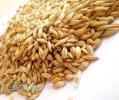 فروش گندم انسانی و جو حیوانی کشور روسیه