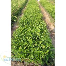 فروش نهال تامسون،ناول ،نارنگی( ژاپنی،پیچ)وغیره باضمانت وقیمت مناسب