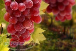 فروش نهال انگور یاقوتی 