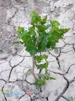 فروش نهال انگور یک ساله و دو ساله