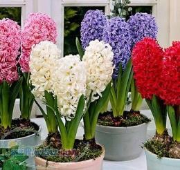 فروش پیاز لاله و سنبل 