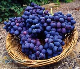 فروش انگور سیاه دیمی و کاملا طبیعی 