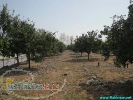فروش باغ و زمین کشاورزی با سند منگوله دار
