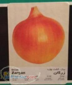 بذر پیاز زرگان فلات 