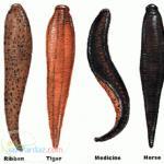 مشاوره پرورش زالو 