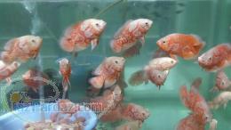 فروش عمده اسکار صادراتی 