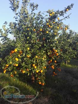 فروش باغ مرکبات(پرتقال) 