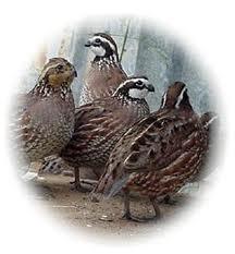 اموزش پرورش بلدرچین یک فرصت شغلی سوداور  - تهران