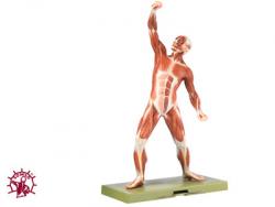 مولاژ مغز مولاژقلب مولاژ احیای قلبی ریو  - تهران