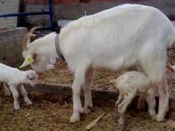 کارگاه اموزشی پرورش بز سانن  - تهران