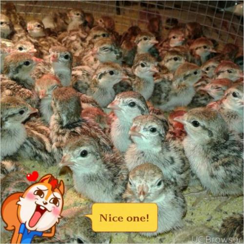 فروش عمده جوجه 10روزه بلدرچین در ارومیه 