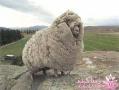خرید و فروش پشم گوسفند 