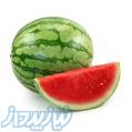 فروش هندوانه صادراتی 