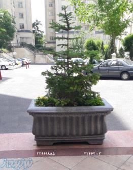 فلاور باکس بتنی 