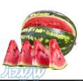 فروش هندوانه صادراتی 