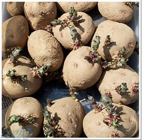 بذر سیب زمینی مادری ارقام مختلف