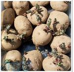 بذر سیب زمینی مادری ارقام مختلف