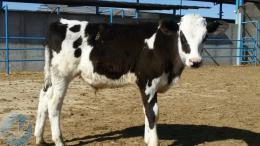 فروش گوساله گوشتی 