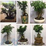 فروشگاه بونسای با کمترین قیمت