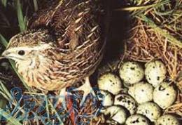 فروش گوشت و تخم (نطفه دار و خوراکی)بلدرچین و فروش خود بلدرچین 