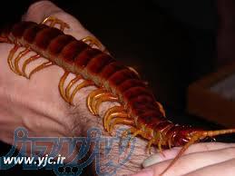 دفع دائمی حشرات ، از بین برنده هزار پا ، از بین برنده سوسک دائمی