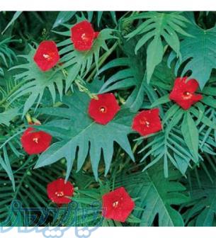 بذر گل نیلوفر کاردینال خارجی F1 ، ارسال رایگان 
