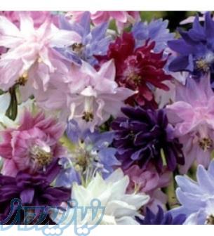 بذر گل تاج الملوک الوان پرپر خارجی F1 ، ارسال رایگان 