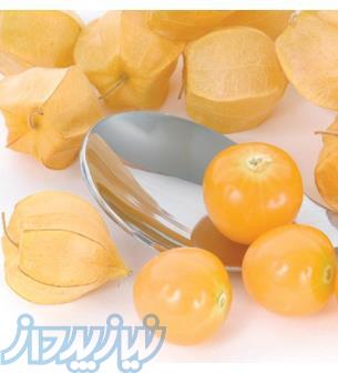 بذر گیاه فیسالس ( گیلاس زمینی ) خارجی F1 ، ارسال رایگان 