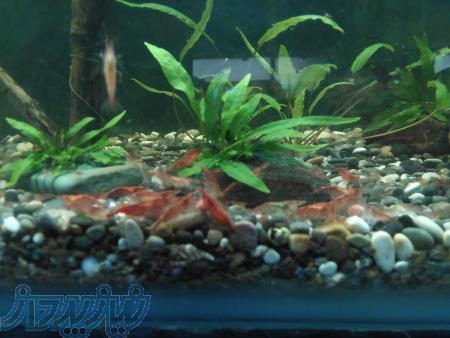 فروش عمده میگو ردچری 