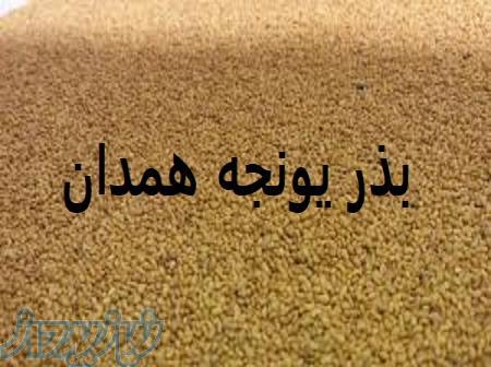 خرید و فروش بذر یونجه همدان