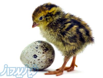 فروش جوجه بلدرچین