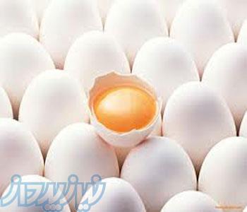 خرید و فروش تخم مرغ