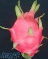 فروش نهالهای کمیاب