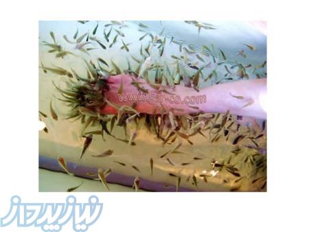 آکواریوم گیاه ، مخزن فیش اسپا، ماهی کوی، آکواریوم اسپا