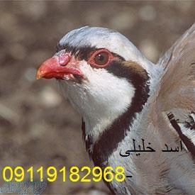 فروش تخم کبک 