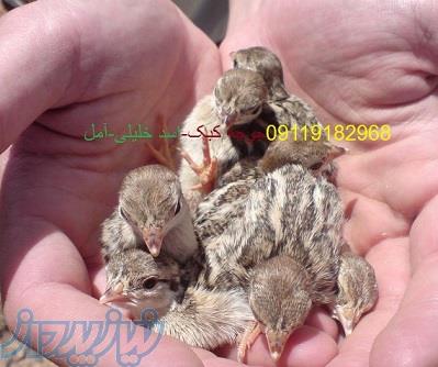 فروش جوجه کبک