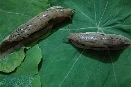 حلزون درمانی پوست صورت