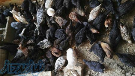 فروش تخم مرغ بومی دراردبیل