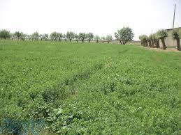 فروش یونجه و علوفه ارزان 