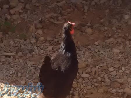 فروش جوجه محلی دراراک