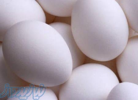 اعطای نمایندگی پخش و فروش تخم مرغ در کرج 
