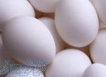اعطای نمایندگی پخش و فروش تخم مرغ در کرج 