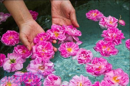 تخفیف ویژه تور لوکس گلاب گیری کاشان 