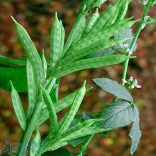 صمغ ها ، تغلیظ کننده ها ، امولسیفایرها