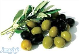 فروش زیتون پرورده 