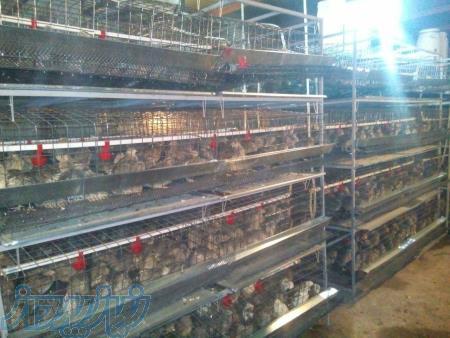 سی دی اموزشی پرورش بلدرچین کبک